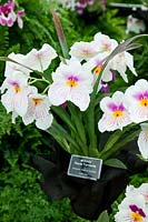 Miltonia 'Haute Tombette', on the Eric Young Orchid Foundation stand at RHS Chelsea Flower Show 2010, Gold Medal Winner