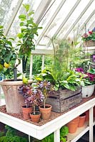 interior of Alitex glasshouse with tender plants on shelves at RHS Chelsea Flower Show 2010