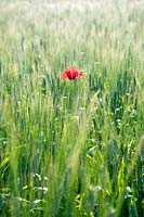 Papaver rhoes (red poppy) in a wheat field