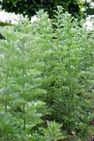 Artemisia absinthium (Wormwood)