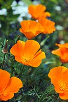 Eschscholzia californica (Californian poppy)