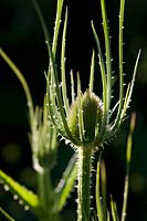 Dipsacus fullonum (teasel)