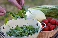 Fresh rocket salad leaf in a colander