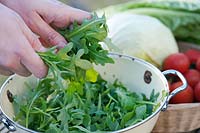 Fresh rocket salad leaf in a colander