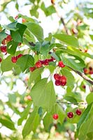 Cherries (Prunus sp)