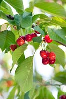 Cherry 'Napoleon Bigarreau' (Prunus avium 'Napoleon Bigarreau') on the branch
