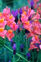 Lavandula stoechas French Lavender Alstromeria sp Peruvian Lily Beth Chatto s Garden Elmstead Essex