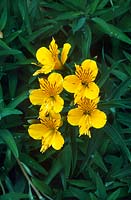 Alstroemeria aurea syn A aurantiaca Peruvian Lily Close up of yellow flower