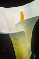 Zantedeschia aethiopica Arum lily