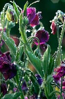 Lathyrus odoratus (Sweet Pea) close up of purple flowers & tendrils with rain drops