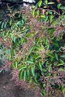 Ligustrum lucidum Large Leaf Glossy Privet Dark purple berries on red stems in autumn