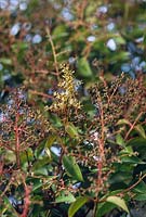 Ligustrum lucidum Large Leaf Glossy Privet Dark purple berries on red stems in autumn