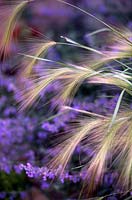 Hordeum jubatum Squirrel tail grass Foxtail Barley close up of flowering seed heads