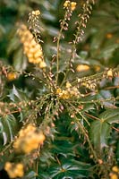 Mahonia japonica Mahonia