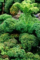 Curly Kale Dwarf Green foliage