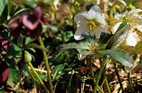 Close up of  Helleborus orientalis hellebore or Christmas Rose Close pink mottled flowers