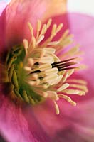 Close up of  Helleborus orientalis hellebore or Christmas Rose Close pink mottled flowers