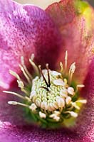 Close up of  Helleborus orientalis hellebore or Christmas Rose Close pink mottled flowers