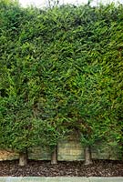 x Cupressocyparis leylandii (Leyland cypress). Clipped hedge against wall in garden