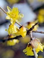 Chimonanthus praecox (Wintersweet) with yellow flowers emerging