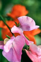 Lathyrus odoratus Sweet pea pink flowers close up