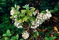 Zenobia pulverulenta Dusty zenobia Small semi evergreen shrub with bell shaped white flowers in summer