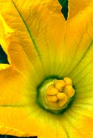 Close up of yellow Cucurbita pepo (Courgette) flower petals & stamen