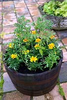 Tagetes Zenith Extra Red Marigold Triploid with tomato plants in Tipple Barrel container