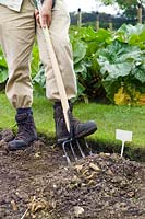 Gardener using a De Wit Potato Fork with wide tines to limit damage to tubers