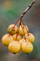 Malus prattii (Sichuan, China - LW46) (Pratt's crabapple) yellow fruit