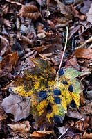 Acer pseudoplatanus (Sycamore) fallen leaf with fungus Rhytisma acerinum (tar spot, black spot)