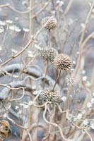 Phlomis tuberosa amazone and Aster ptarmicoides