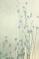 Silhouette of herbaceous perennial seedheads against wall