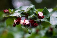 Leycesteria formosa (Himalayan honeysuckle, Pheasant berry)