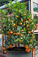 Citrus (orange) tree in zinc container
