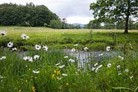 Leucanthemum vulgare (ox eye daisy) meadow by stream at Dalemain House & Garden, Cumbria