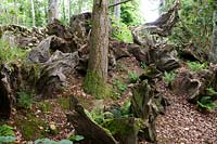 Stumpery at Dalemain House, Cumbria, England