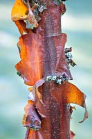 Acer griseum  (paper bark maple) bark