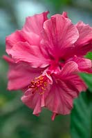 Hibiscus