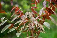 Pistacia chinensis