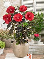 Hibiscus Giant Red in pot