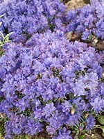 Rhododendron Arctic Blue