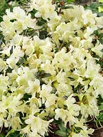 Rhododendron Princess Anne