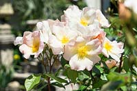 Rosa Bianco