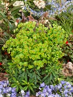 Euphorbia Walberton's ® Tiny Tim