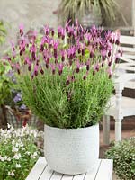 Lavandula stoechas subsp. pedunculata in pot