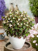 Houttuynia cordata in pot