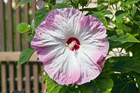 Hibiscus Disco Belle Pink