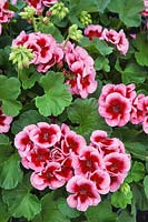 Pelargonium Calliope ® Rose Splash