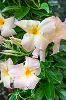 Mandevilla Sundaville ® Apricot